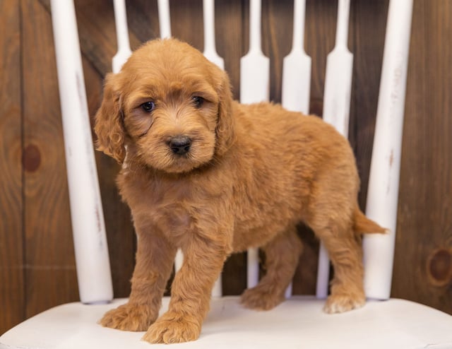 Sweetie is an F1 Goldendoodle that should have  and is currently living in Nebraska