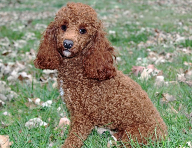 A picture of one of our Poodle father's, Toby.