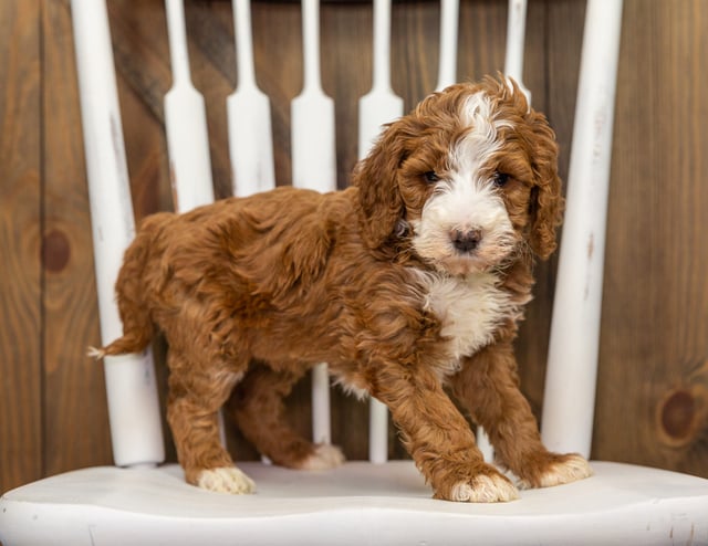 A picture of a Farah, one of our Standard Goldendoodles puppies that went to their home in Nebraska