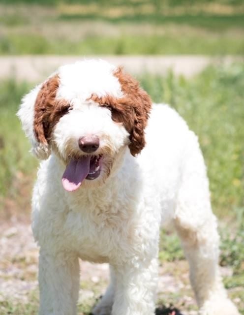 Paisley is an F1B Goldendoodle and a mother here at Poodles 2 Doodles - Best Sheepadoodle and Goldendoodle Breeder in Iowa