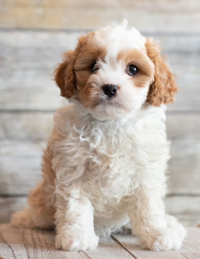 Jig is an F1 Cavapoo that should have  and is currently living in South Dakota