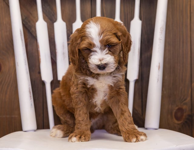 Gorgeous Standard Goldendoodles available for sale!