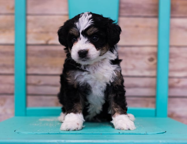 A picture of a LuLu, one of our Mini Bernedoodles puppies that went to their home in Virginia 