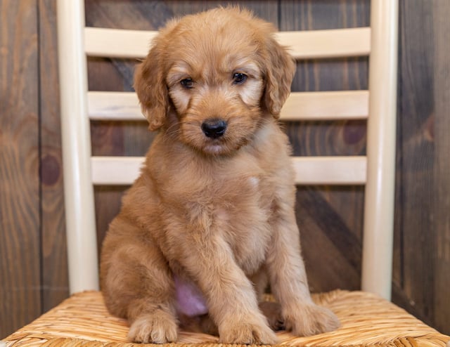 A picture of a Quax, one of our Standard Goldendoodles puppies that went to their home in South Dakota