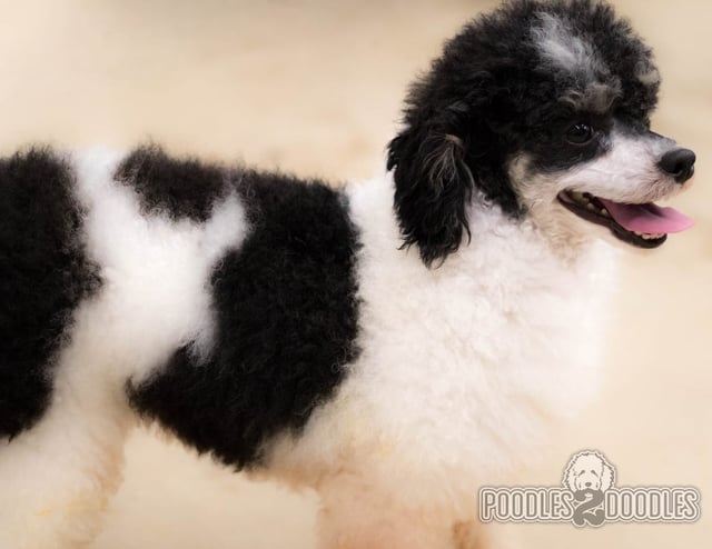 Gorgeous Mini Bernedoodles available for sale!