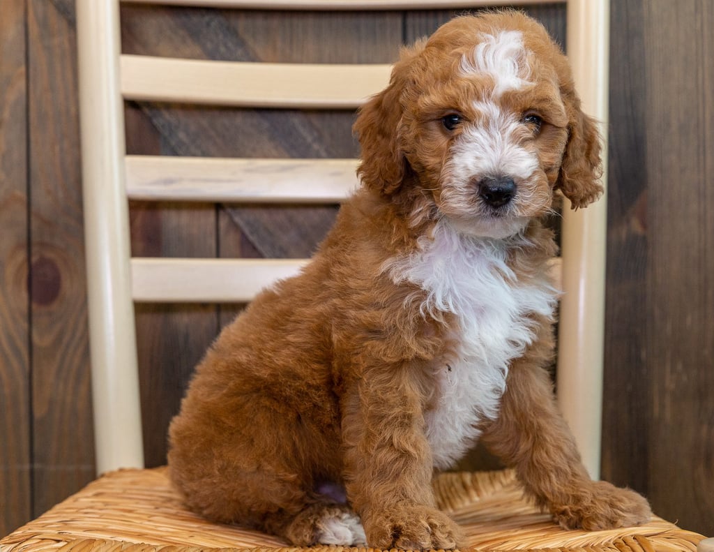 A picture of a Oz, one of our Mini Goldendoodles puppies that went to their home in New York