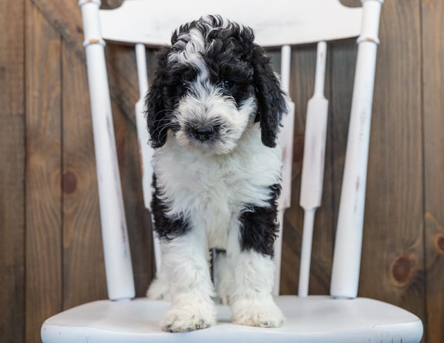 Nik came from Annie and Merlin's litter of F1 Sheepadoodles