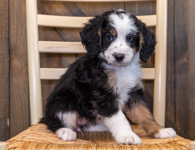 A picture of a Xander, one of our Mini Bernedoodles puppies that went to their home in California