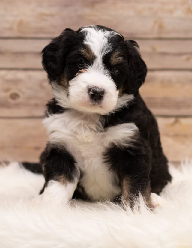 Ivy was born on 12/12/2018