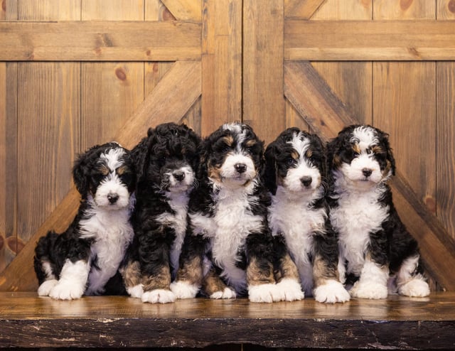 A litter of Standard Bernedoodles raised in Iowa by Poodles 2 Doodles