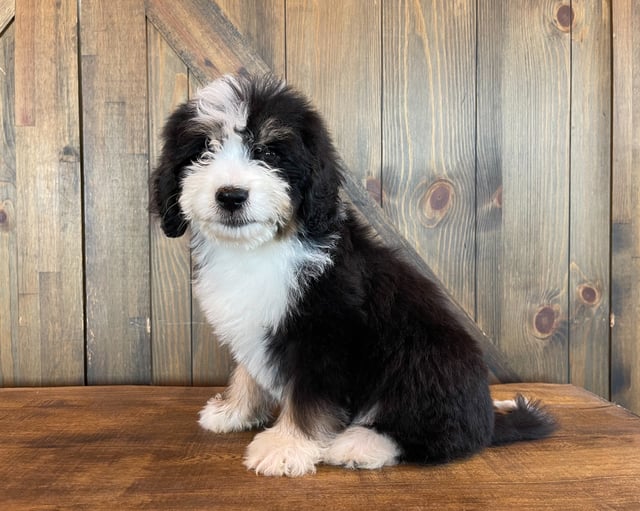 A picture of a Ximo, a gorgeous Standard Bernedoodles for sale
