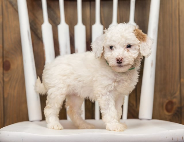 A picture of a Ebi, one of our Mini Goldendoodles puppies that went to their home in California