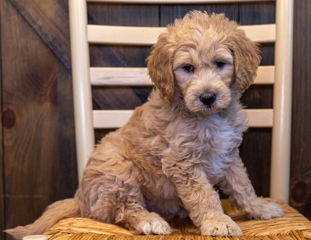 A picture of a Yasmin, one of our Standard Goldendoodles puppies that went to their home in Nebraska