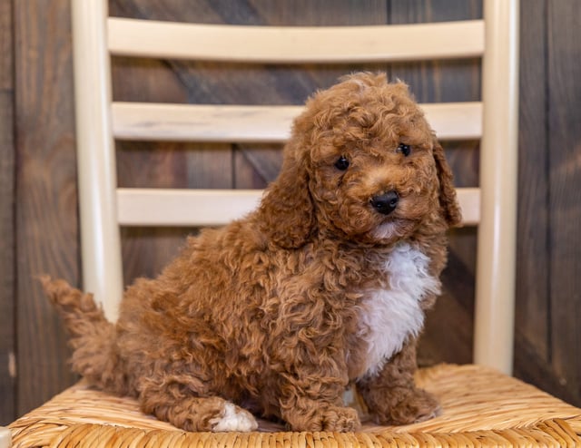 Another pic of our recent Goldendoodle litter