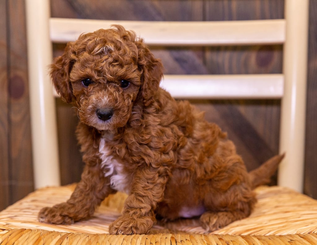 Ernie is an F1B Cavapoo that should have  and is currently living in Iowa