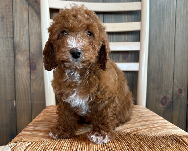 A picture of a Sam, one of our Petite Poodles puppies that went to their home in Iowa