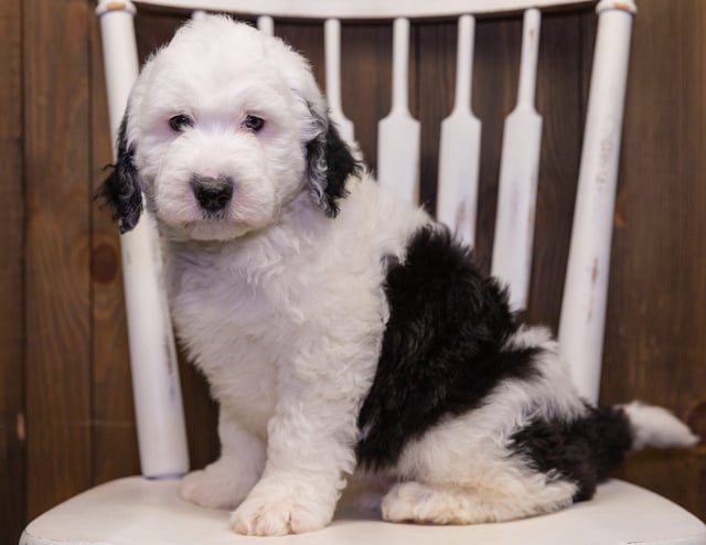 Nelson is an F1 Sheepadoodle that should have  and is currently living in California