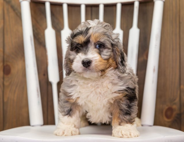 Axel came from Percy and Grimm's litter of F1 Bernedoodles