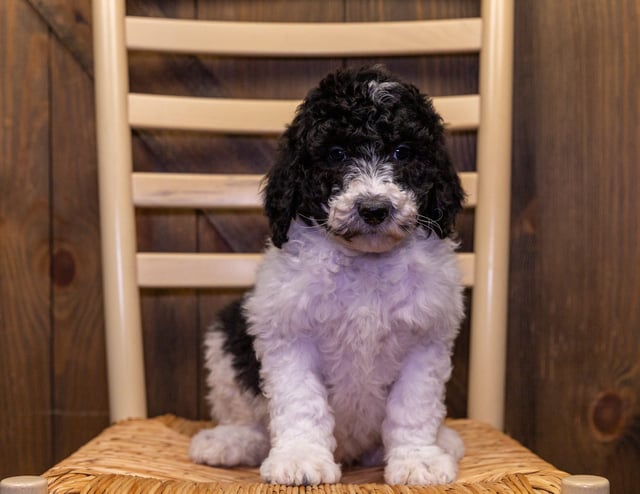 These Sheepadoodles were bred by Poodles 2 Doodles in Iowa. Their mother is Paris and their father is Bentley