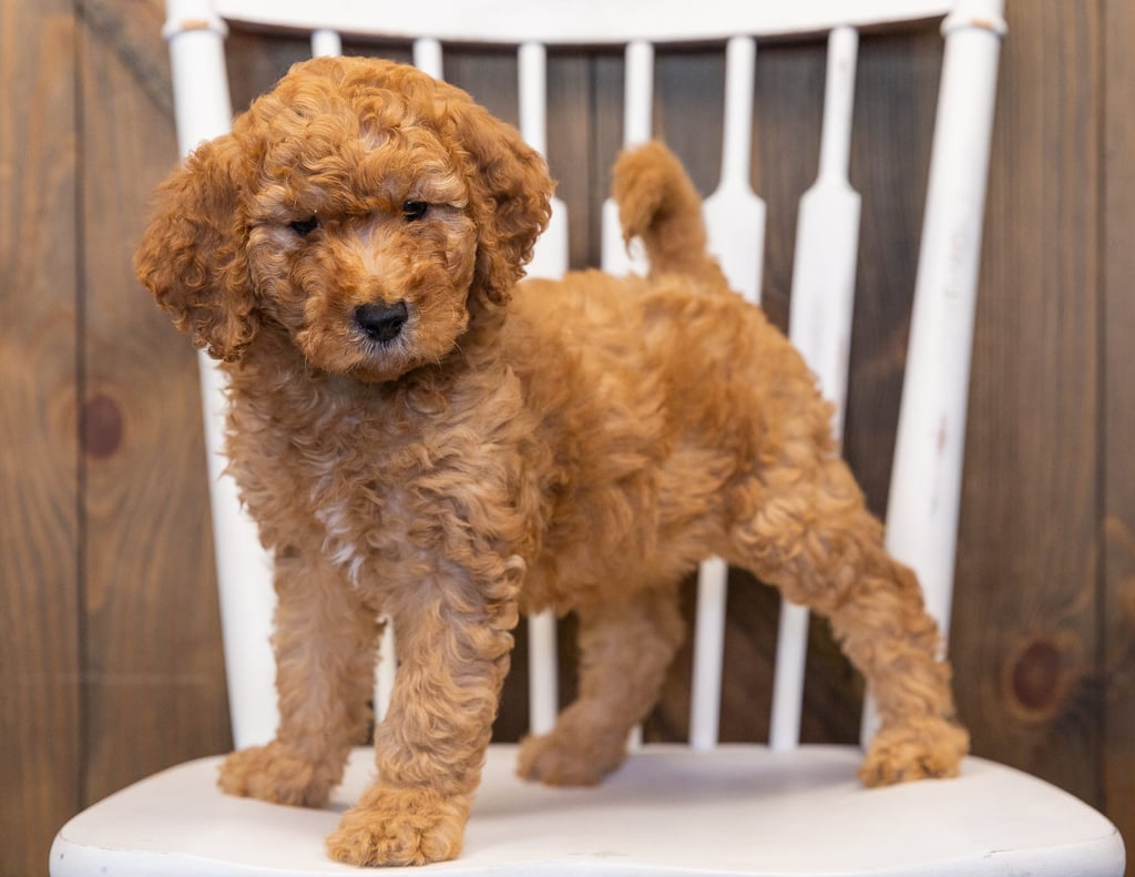 A picture of a Layla, one of our  Goldendoodles puppies that went to their home in Iowa