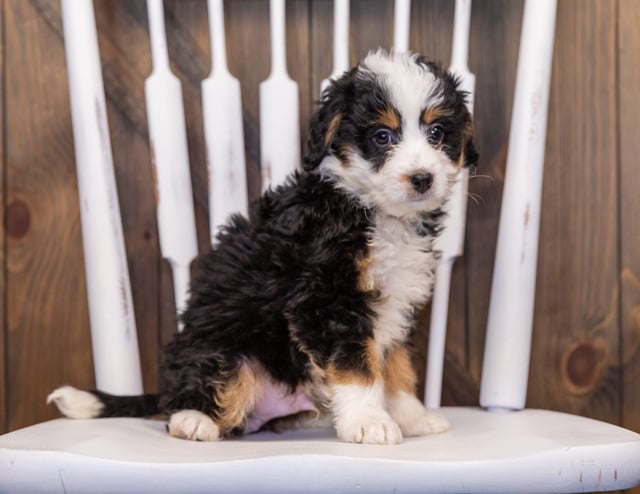 A picture of a Igloo, one of our  Bernedoodles puppies that went to their home in Connecticut