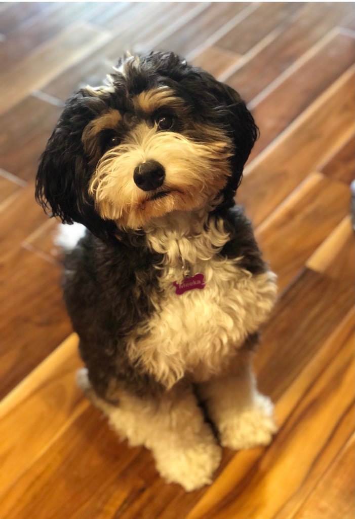 A picture of one of our Bernedoodle mother's, Meeka.