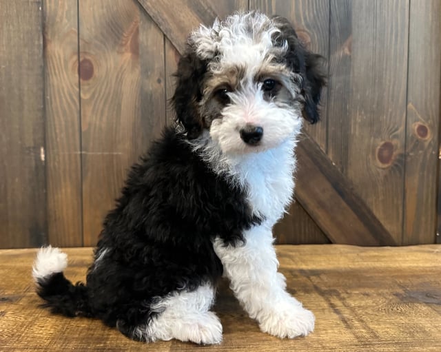 Dixie came from Meeka and Private: Peter's litter of F1B Bernedoodles