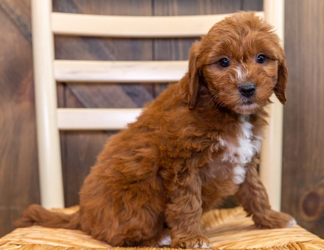 A picture of a Kalla, one of our Mini Goldendoodles puppies that went to their home in Iowa