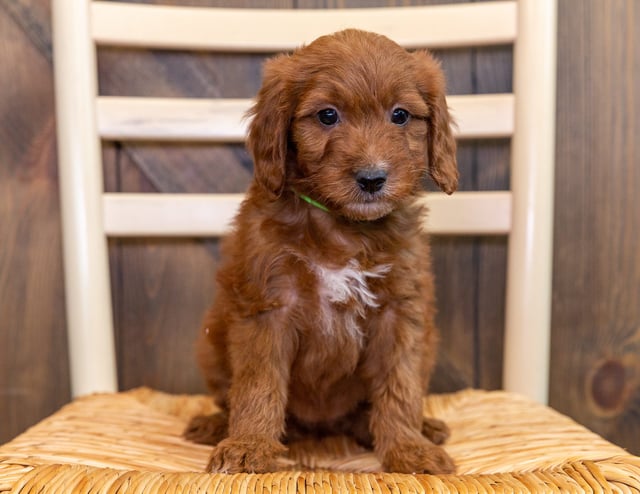 Krista is an F1 Goldendoodle that should have  and is currently living in Massachusetts