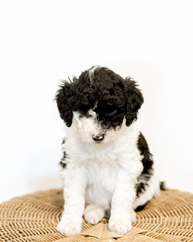 A picture of a Wilma, one of our Mini Sheepadoodles puppies that went to their home in South Dakota