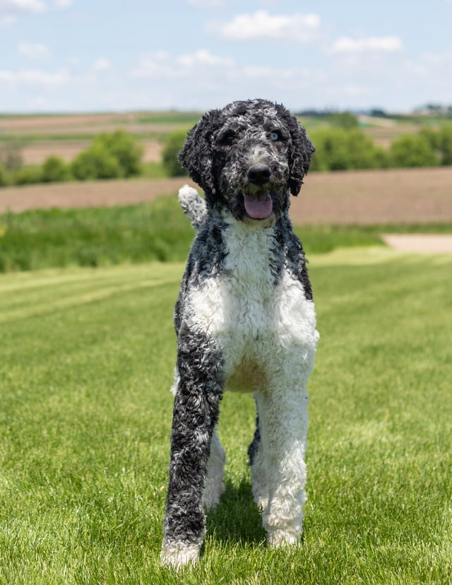 This litter of Goldendoodles are of the F1B generation.