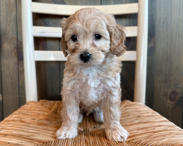 Gorgeous Petite Cavapoos available for sale!