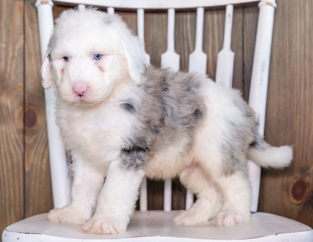 A picture of a Nate, one of our Standard Sheepadoodles puppies that went to their home in Florida