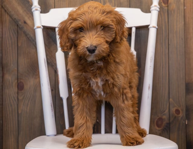 A picture of a Emily, one of our Mini Goldendoodles puppies that went to their home in Iowa