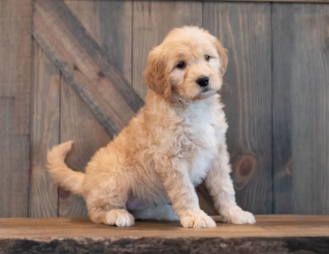 Tabby came from Sassy and Scout's litter of F1 Goldendoodles