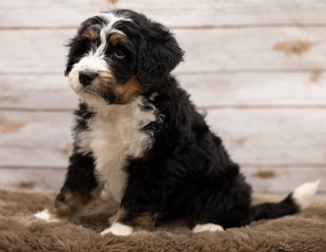 Another great picture of Icon, a Bernedoodles puppy
