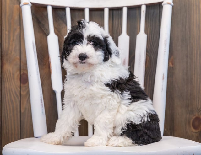 Princess is an F1 Sheepadoodle that should have  and is currently living in Massachusetts 