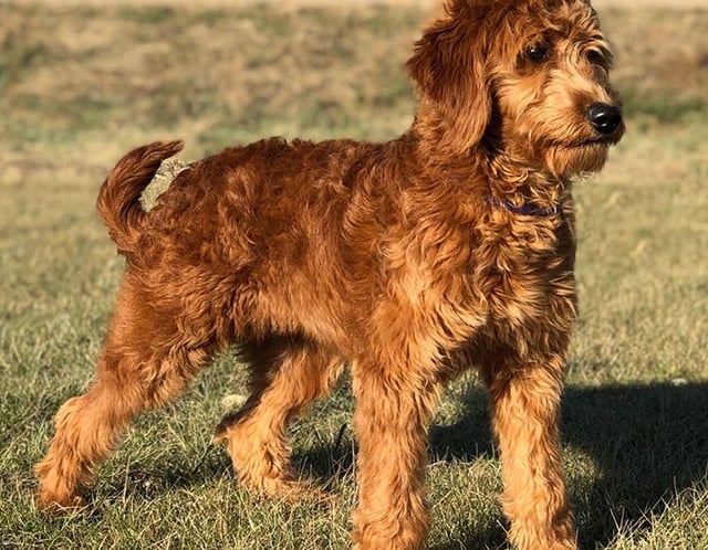 A picture of one of our Goldendoodle mother's, Berkeley.