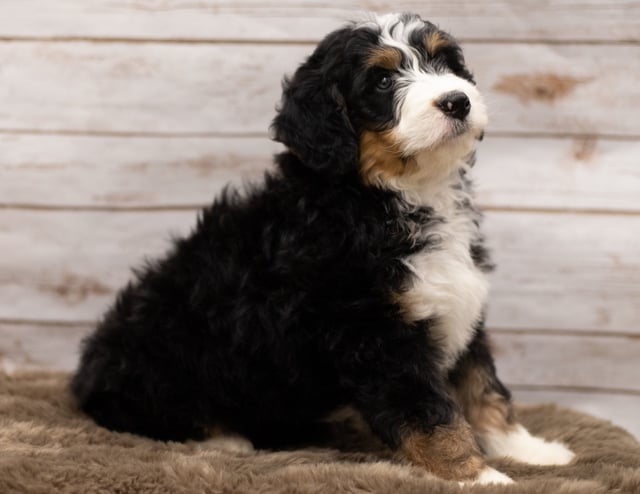 Ian came from Kiaya and Bentley's litter of F1 Bernedoodles