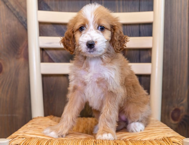 Tabby came from Ginger and Scout's litter of F1 Irish Doodles