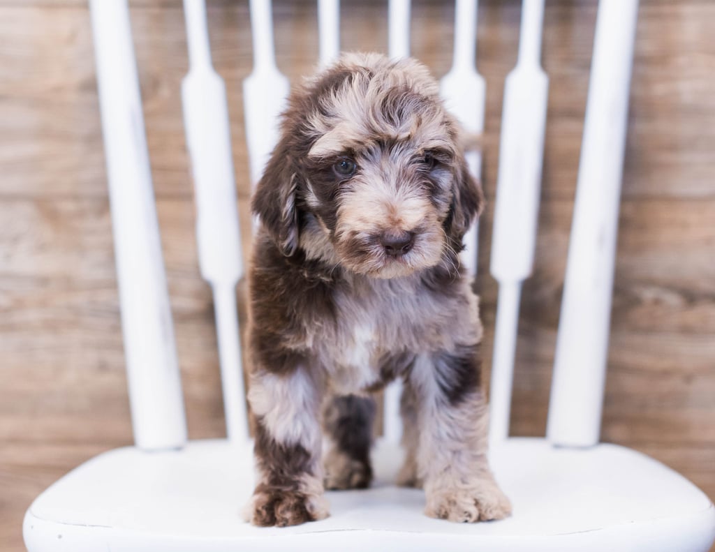 Alco is a Standard Goldendoodle Puppy Sold As Of 07/12/2020