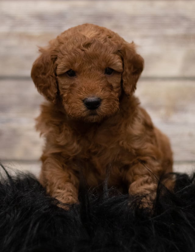 A picture of a Hess, a gorgeous Mini Goldendoodles for sale