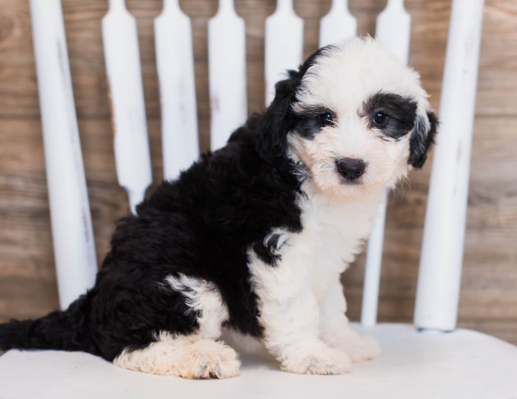 A picture of a Cherry, one of our Mini Sheepadoodles puppies that went to their home in Utah