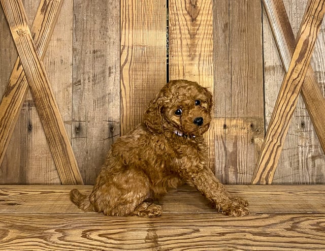 A picture of a Kandy, one of our Petite Goldendoodles puppies that went to their home in California