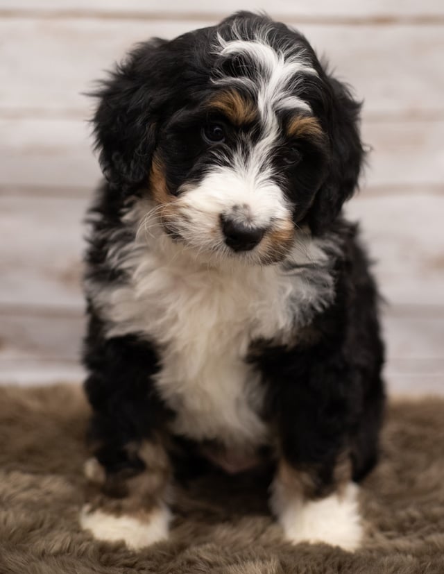 Icon came from Kiaya and Bentley's litter of F1 Bernedoodles