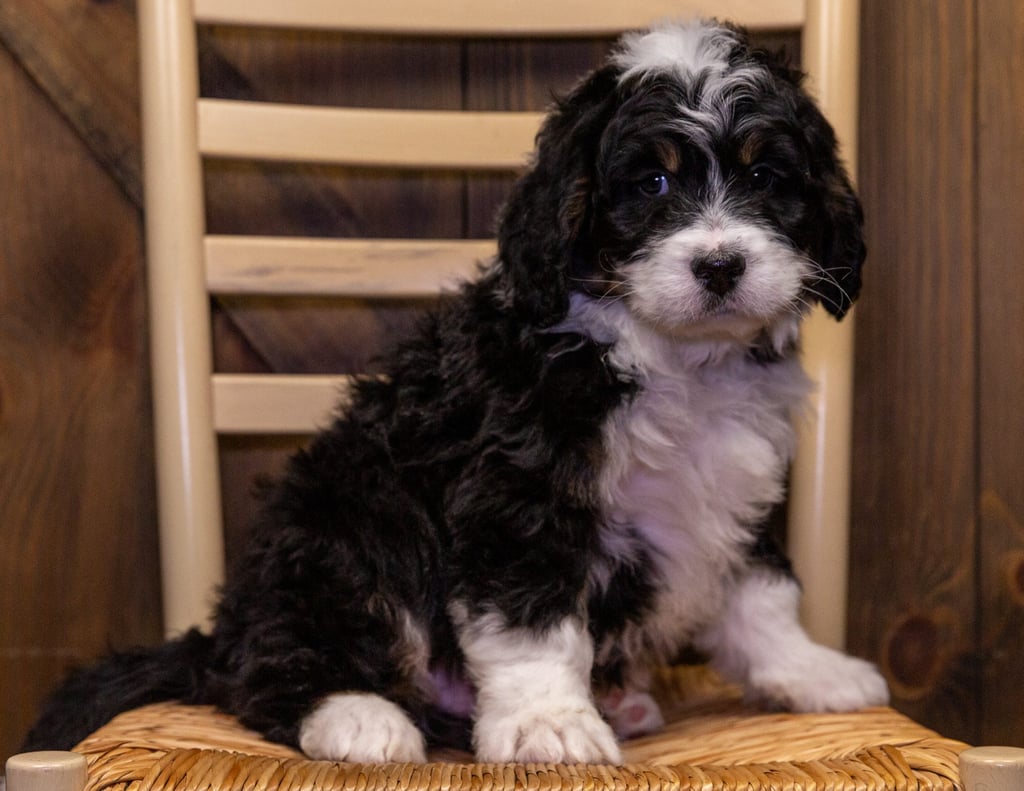 A picture of a Yahoo, one of our Standard Bernedoodles puppies that went to their home in Iowa