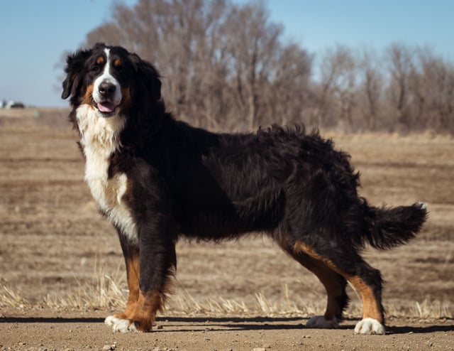 A picture of one of our Bernese Mountain Dog mother's, Sasha.