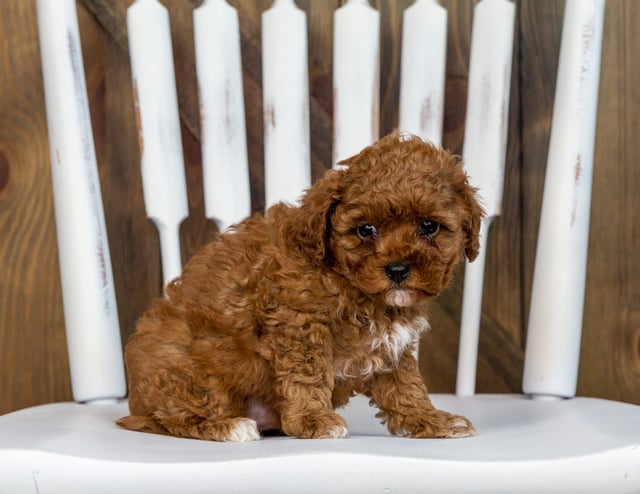 Cavapoos bred in in Iowa by Poodles 2 Doodles