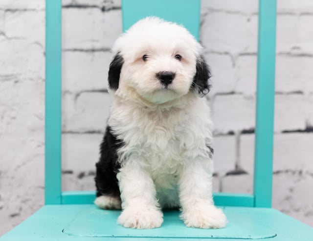 Sofia is an F1 Sheepadoodle that should have  and is currently living in Pennsylvania