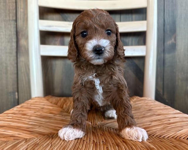 A picture of a Opal, one of our Mini Goldendoodles puppies that went to their home in Kansas